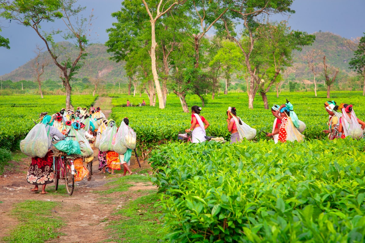 Assam Tea