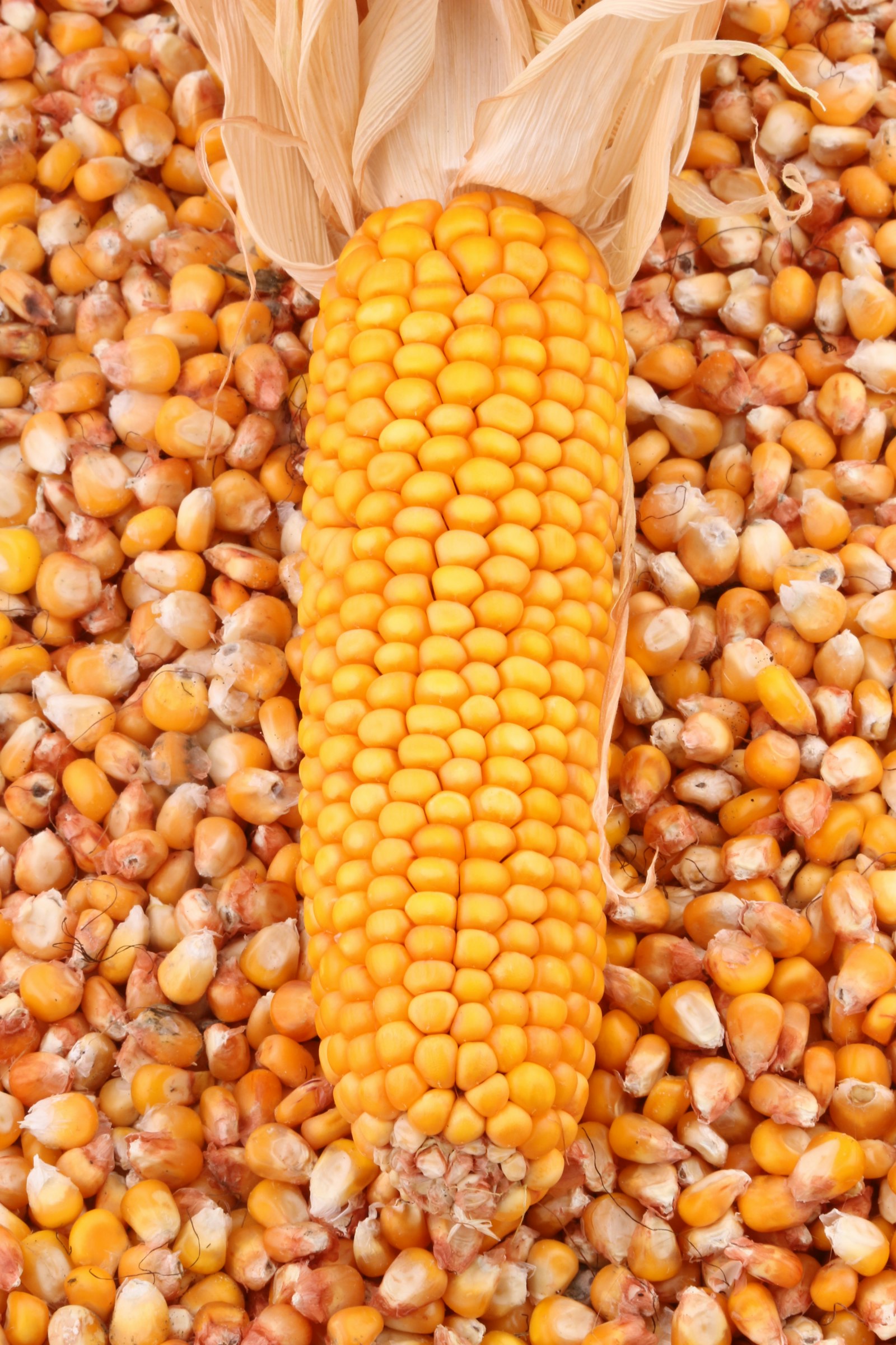 Maize (Yellow Corn)
